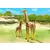 Girafe et girafon
