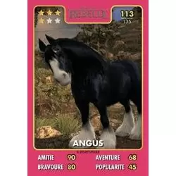 Angus