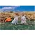 Calico Critters (USA, Canada) - Cottontail Rabbit Twins