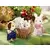 Calico Critters (USA, Canada) - Connor & Kerri\'s Carriage Ride