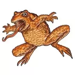 Crapaud masqué