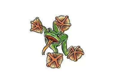 Frogs & Co. - Grenouille volante de Malabar