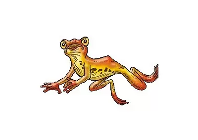 Frogs & Co. - Grenouille volante de Bornéo