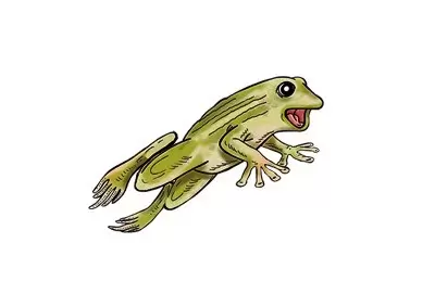 Frogs & Co. - Grenouille Marsupiale Commune