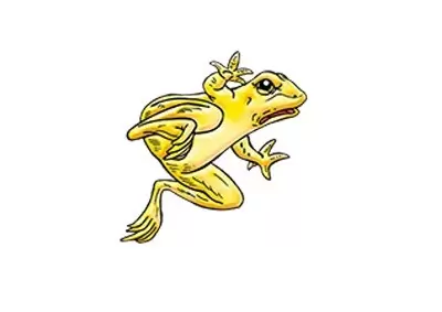 Frogs & Co. - Golden Poison Frog