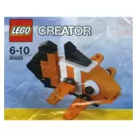 Clown Fish