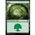 Forêt