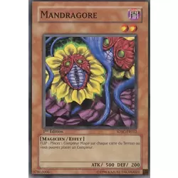 Mandragore