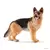 Farm World - Berger allemand