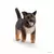 Chiot berger allemand