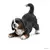 Chiot bouvier bernois