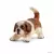 Chiot Saint Bernard