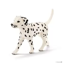 Dalmatien mâle