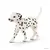 Dalmatien mâle