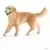 Golden Retriever, femelle