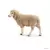 Mouton