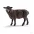 Mouton noir