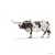 Taureau Texas Longhorn