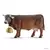 Vache Allgaü