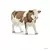Vache Simmental française