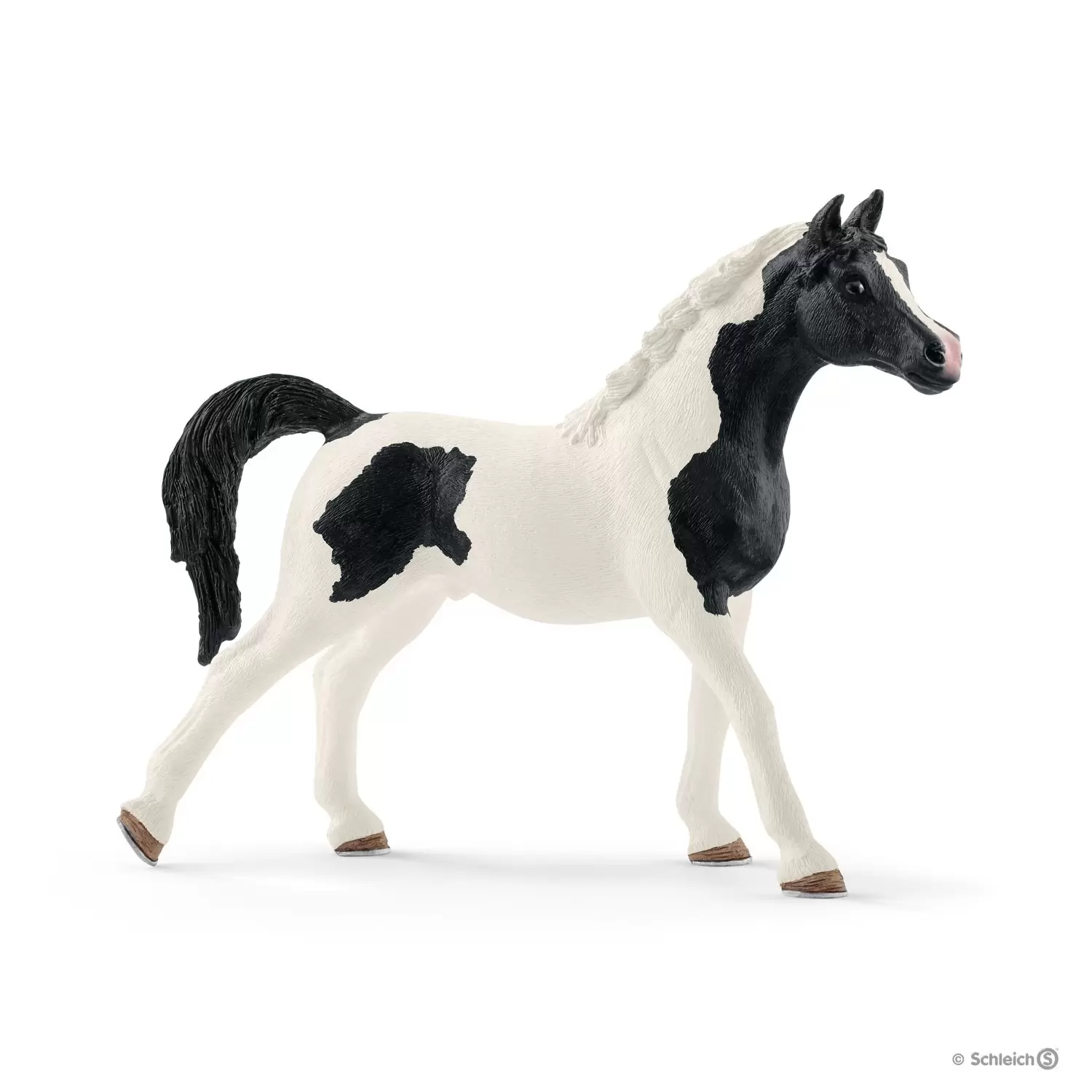Horse Club - Étalon pintabian