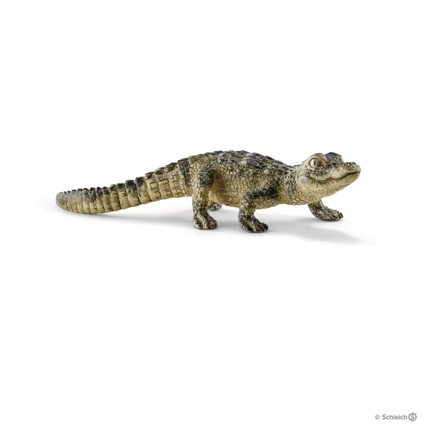 Wild Life - Bébé alligator