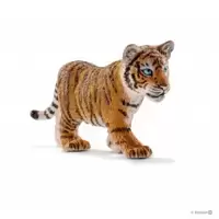Bébé tigre du Bengale
