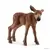 Wild Life - Bébés animaux de la forêt