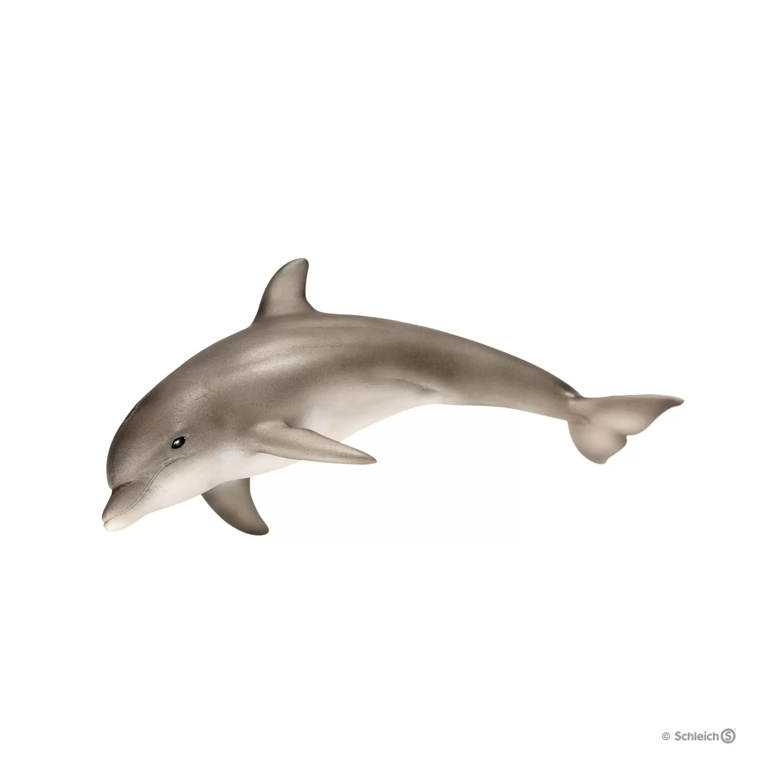 Wild Life - Dauphin