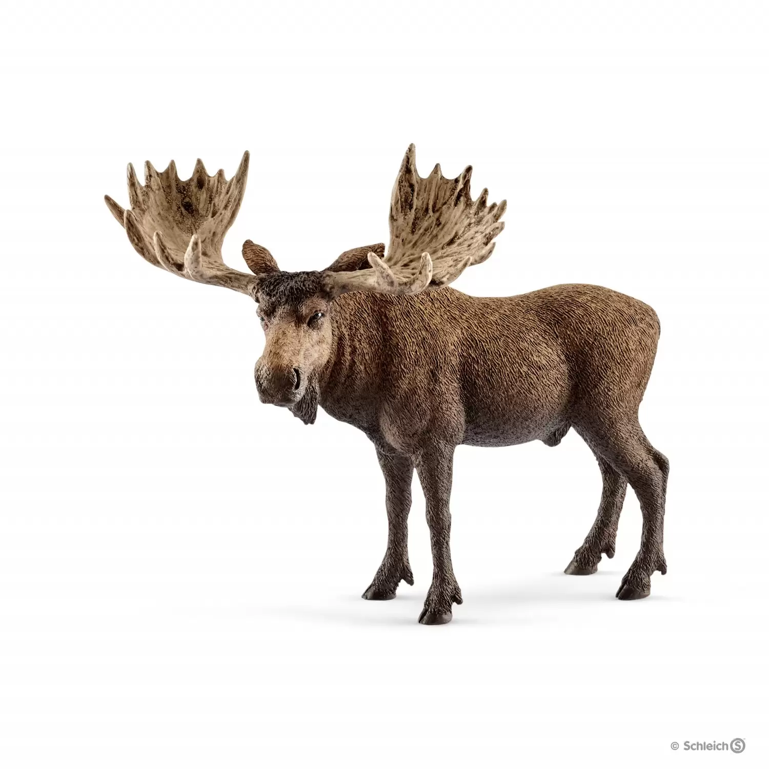 Wild Life - Élan, mâle