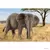 Wild Life - Éléphant d\'Afrique femelle
