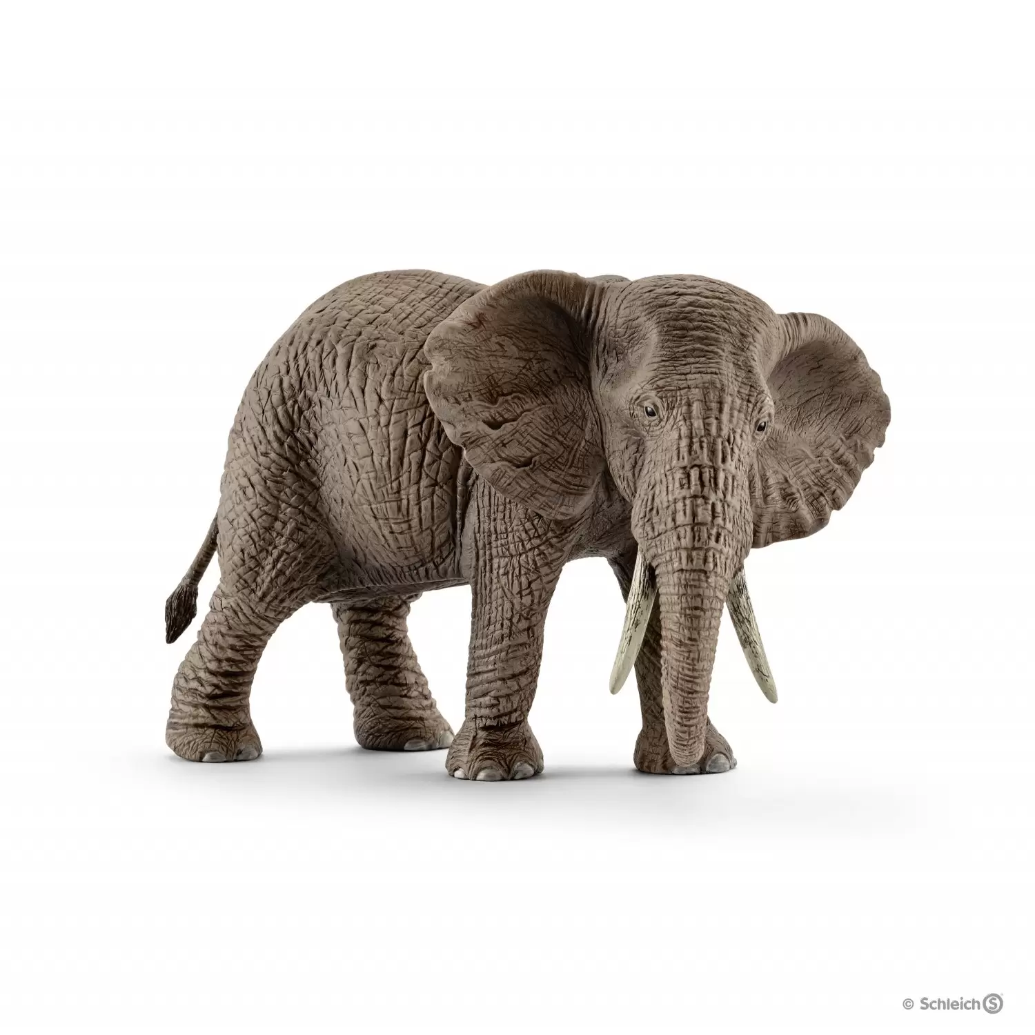 Wild Life - Éléphant d\'Afrique femelle