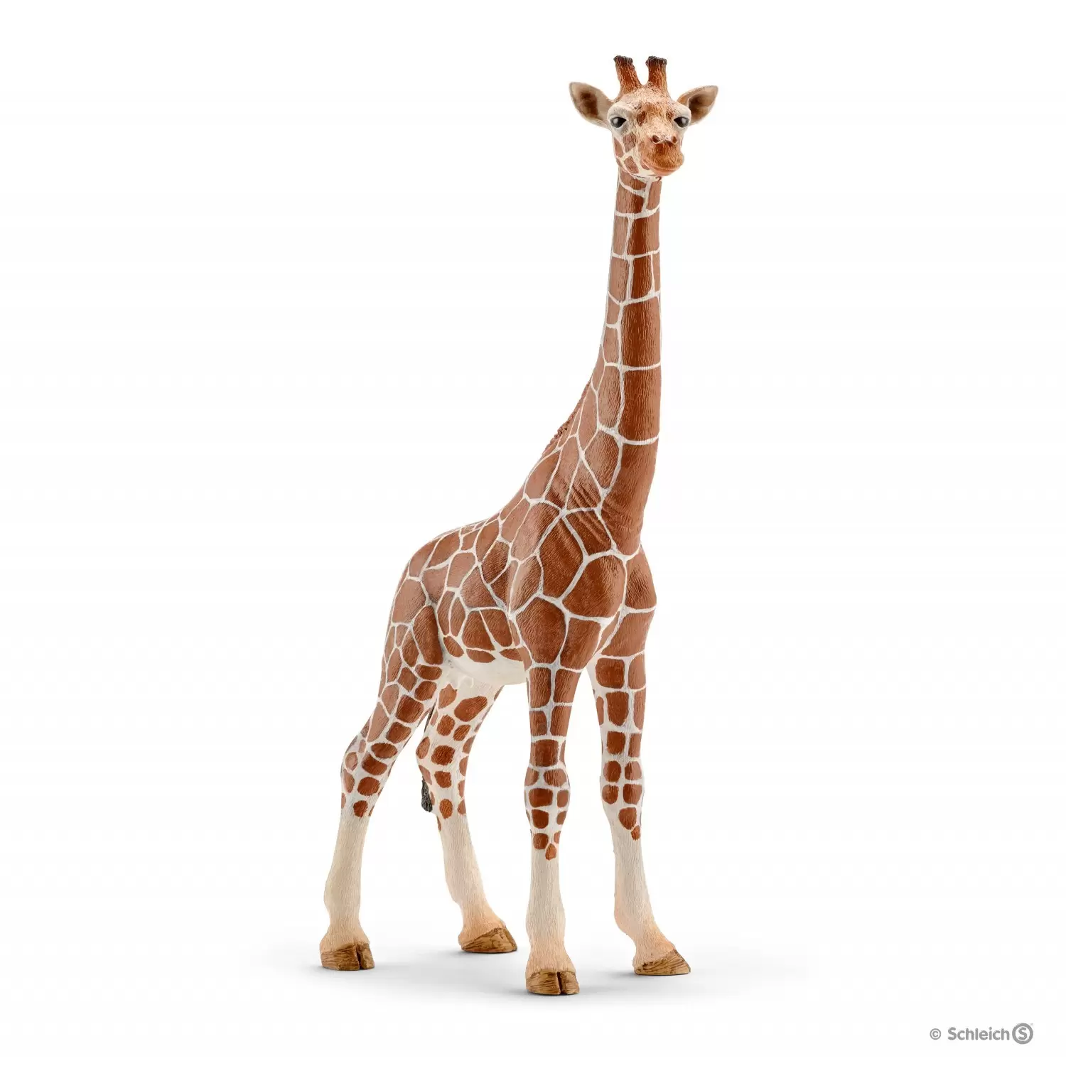 Wild Life - Girafe femelle