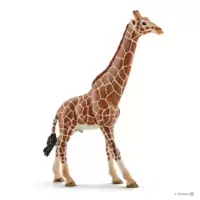 Girafe mâle