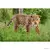 Wild Life - Jaguar