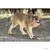 Wild Life - Loup