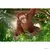Wild Life - Orang-outan, femelle