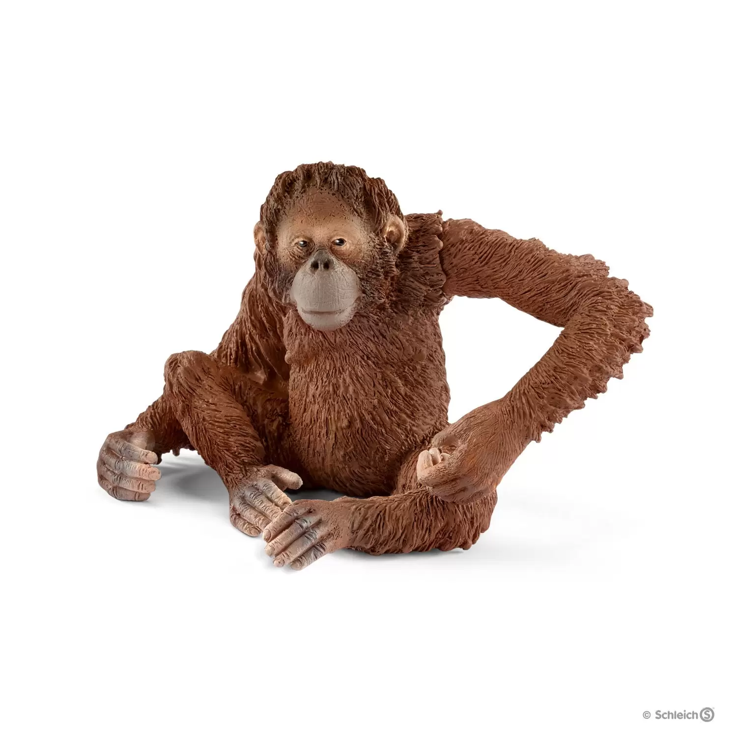 Wild Life - Orang-outan, femelle