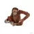 Orang-outan, femelle