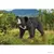 Wild Life - Ours lippu