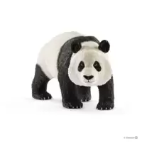 Panda géant, mâle