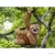Wild Life - Paresseux