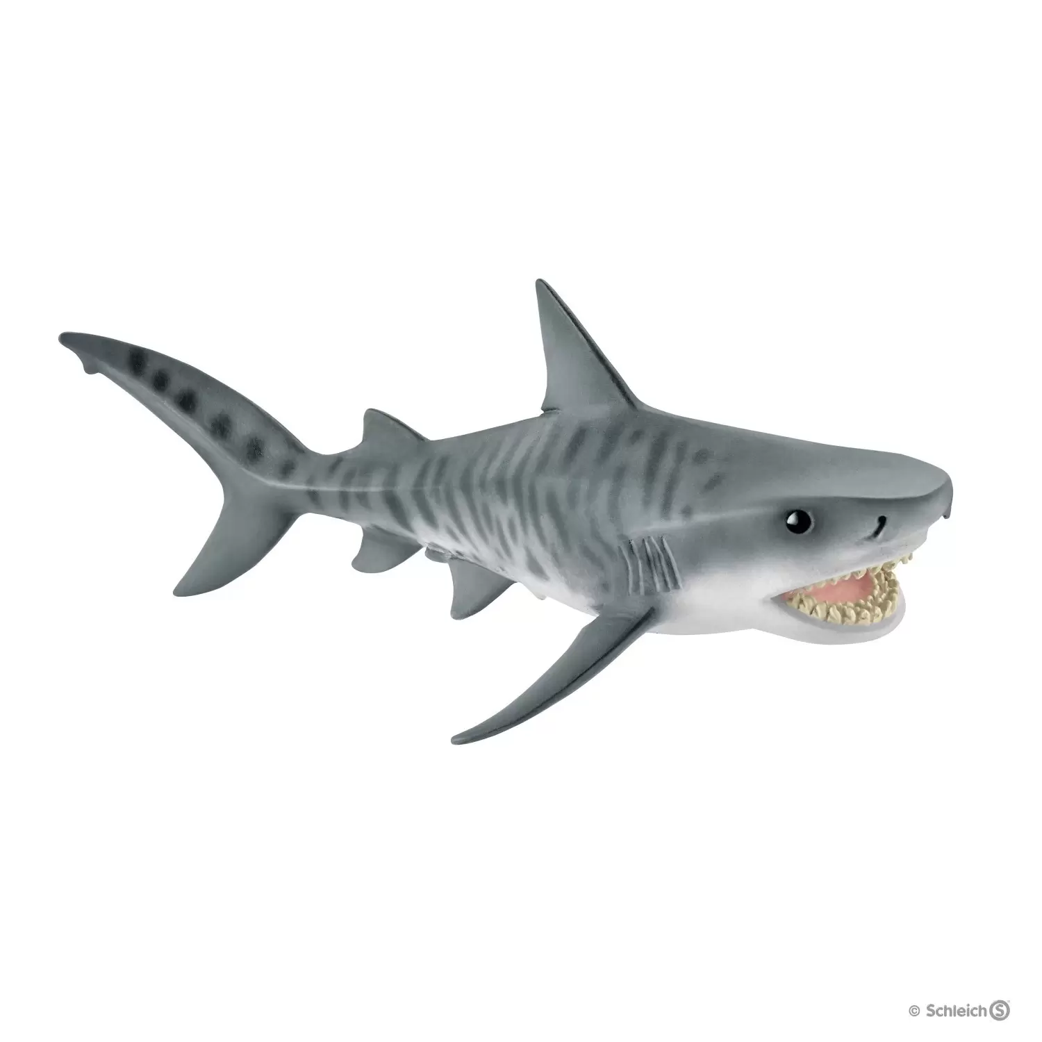 Wild Life - Requin tigre