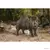 Wild Life - Sanglier