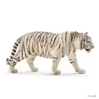 Tigre blanc mâle