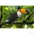 Wild Life - Toucan