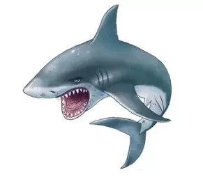 Sharks & Co Maxi Edition - Carcharodon Carcharias
