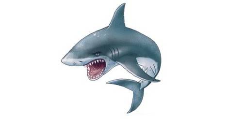 shark & co toys