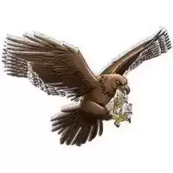 Aigle royal