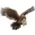 Aigle royal